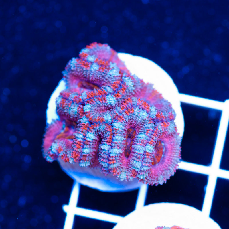 Awesome Aussie Acan #11