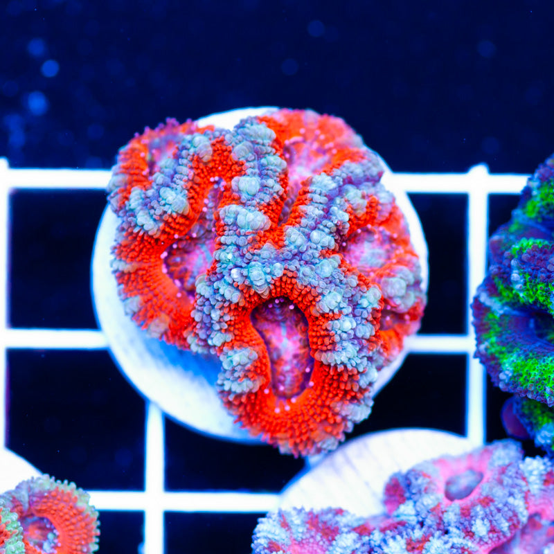 Awesome Aussie Acan #12
