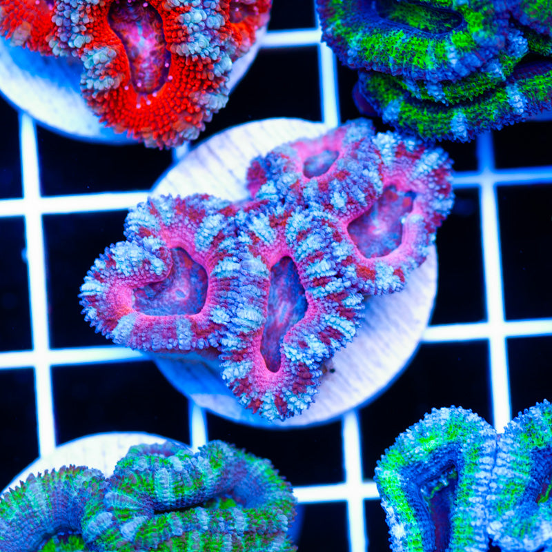Awesome Aussie Acan #13
