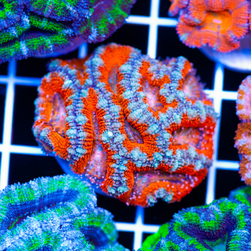 Awesome Aussie Acan #16