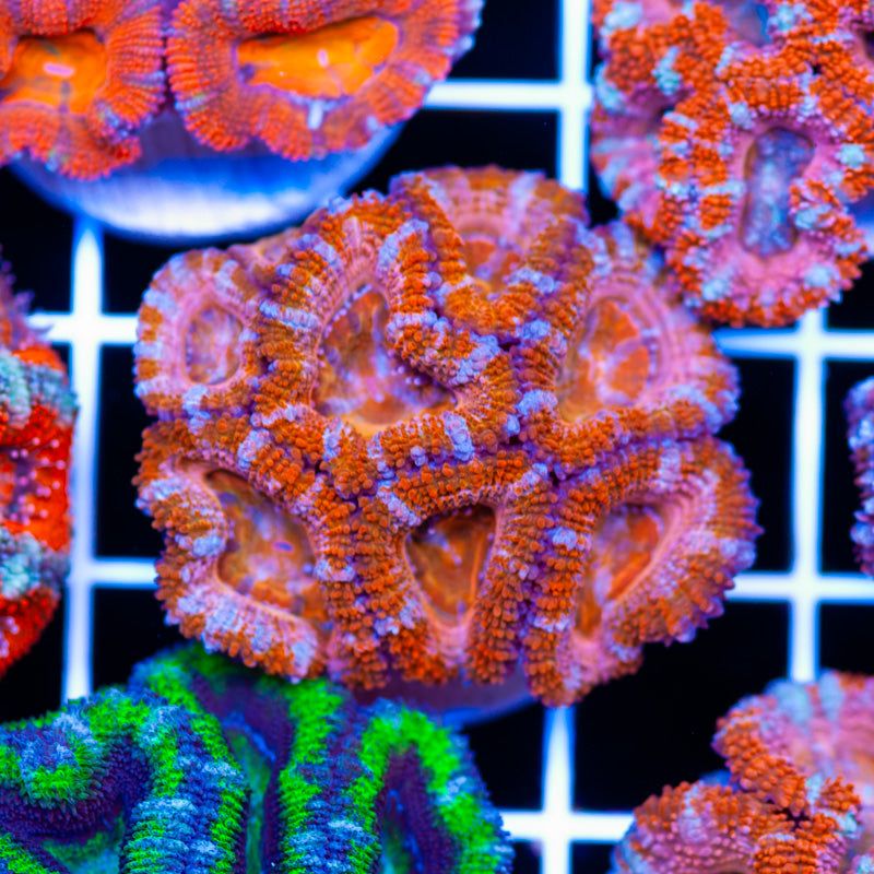 Awesome Aussie Acan #19