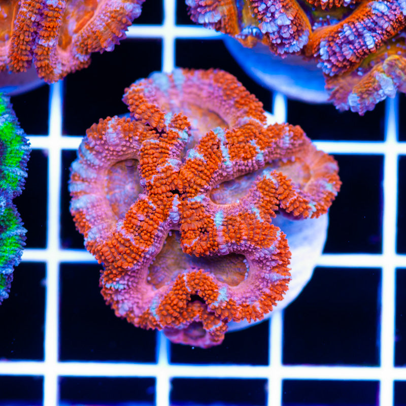 Awesome Aussie Acan #21