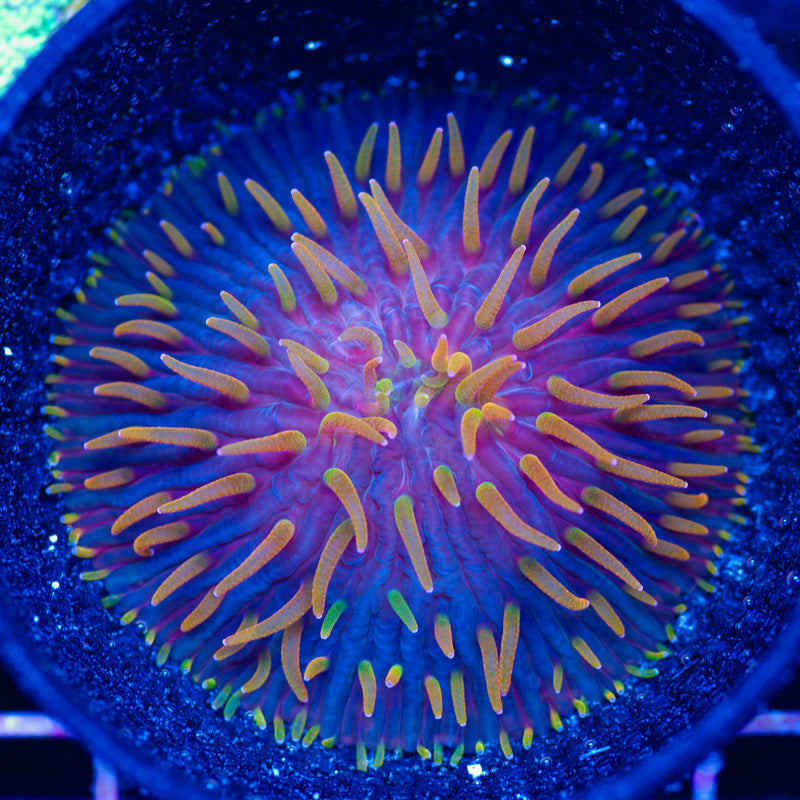CC Flame Tip Diaseris Plate #1