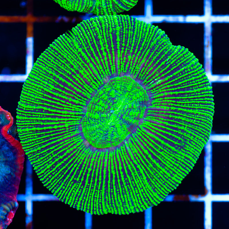 Awesome Aussie Trachyphyllia #1