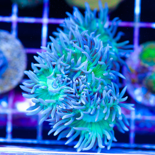 Awesome Aussie Duncan Mini Colony