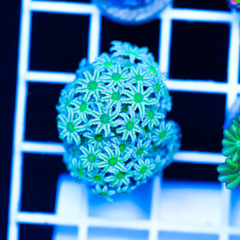 Lazys Daisies Pipe Organ