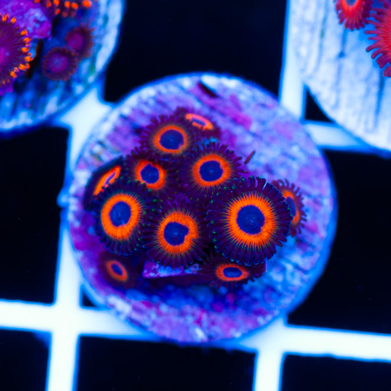 OG Jonnys Sea Pumpkins