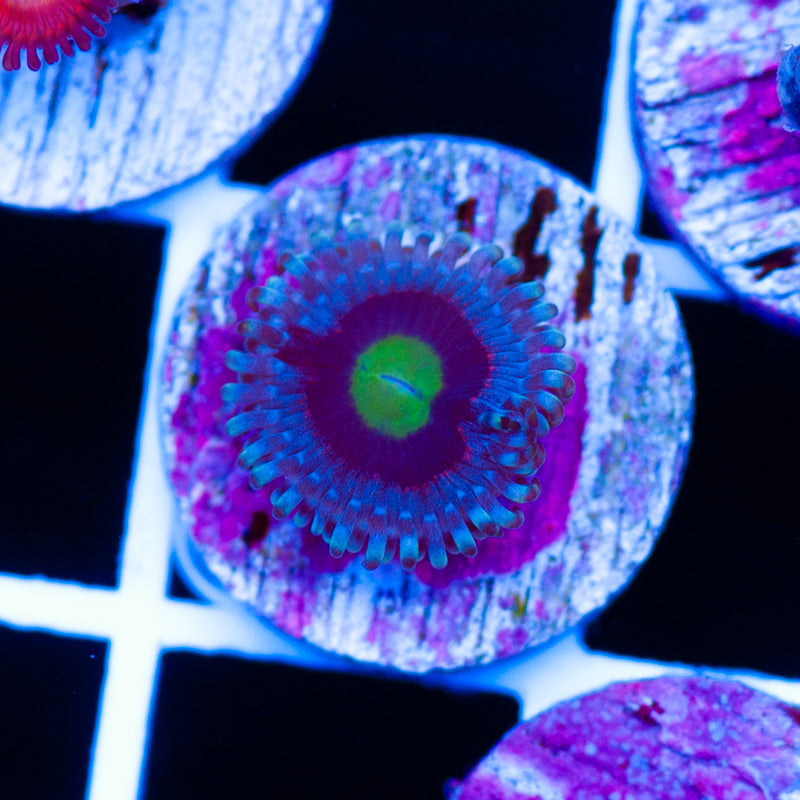 OG Pink Ring of Death