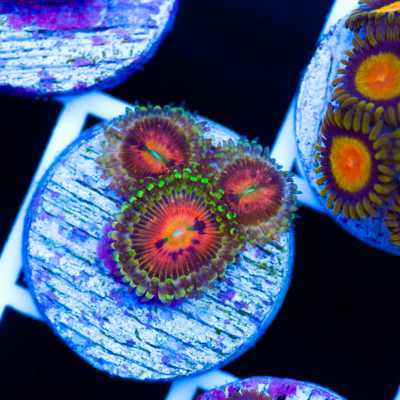 LC Rainbow Incinerators