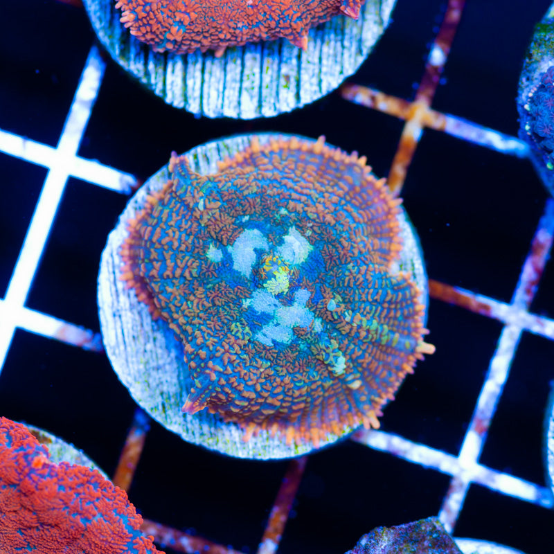 Auction Evolution Rhodactis