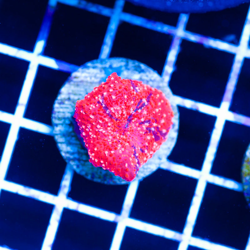 Auction Deadpool Disco