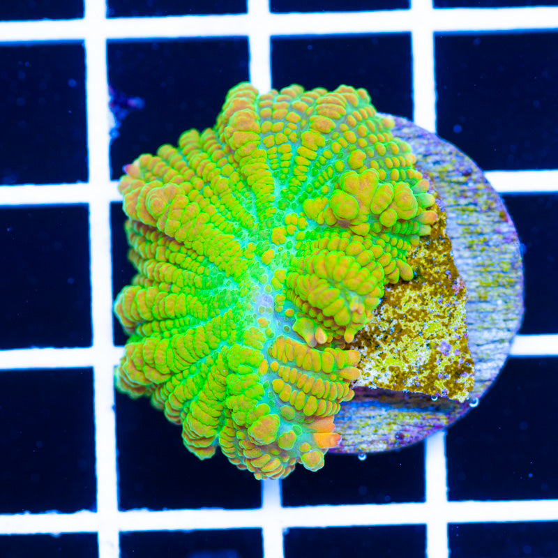 Auction Tequila Sunrise Mushroom