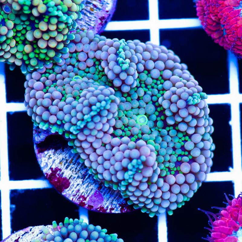 Florida Ricordea #11