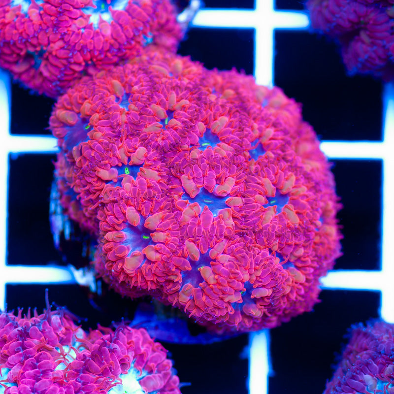 Blue Raven Blastomussa Merletti V1