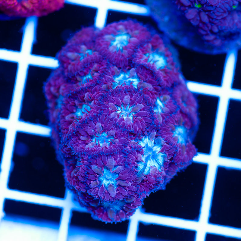 JF Knockout Blastomussa Merletti