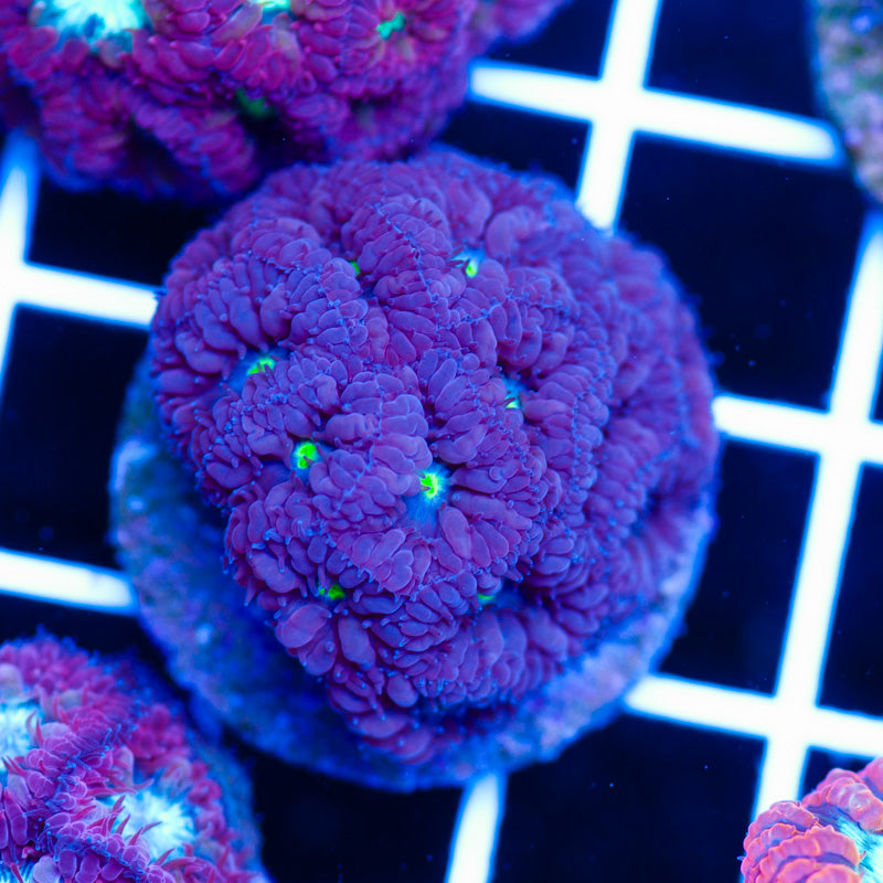 Purplish Blastomussa Merletti