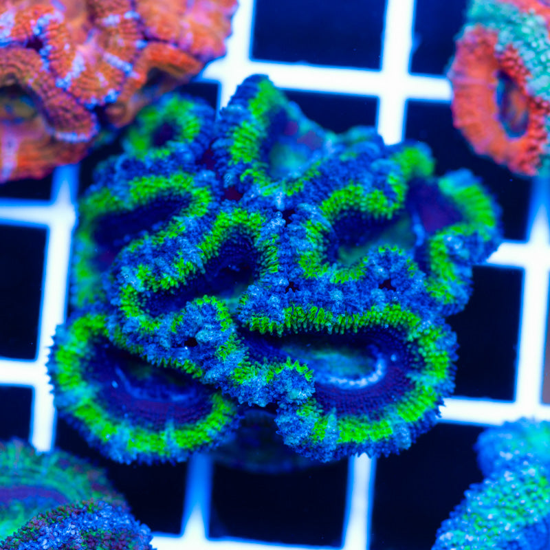 Aussie Acan #5