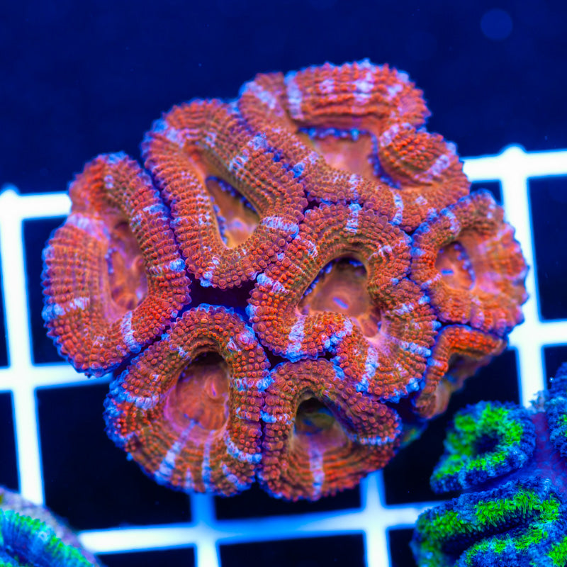 Aussie Acan #6