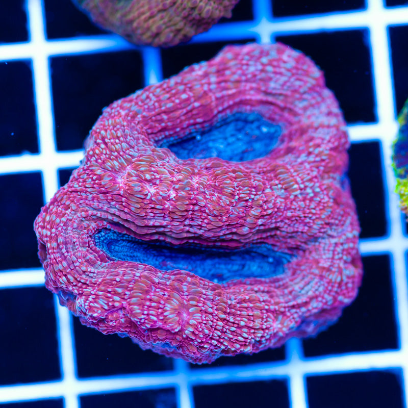 Awesome Aussie Bowerbanki #1