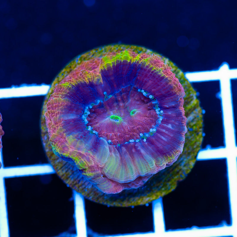 Tims Clown Shoe Bowerbanki #1