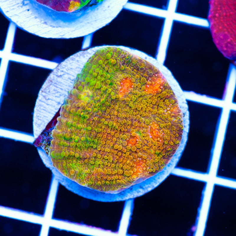 CC Mighty Morphin Mummy Eye Chalice