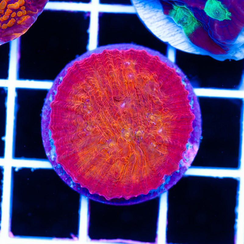 ARC Ludicrous Chalice