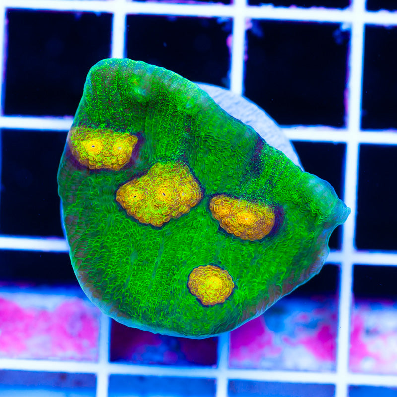 JF Raja Rampage Chalice