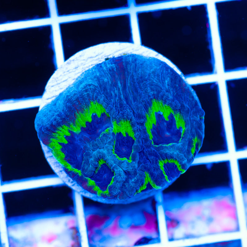 PPE Favia/Event Horizon Favia