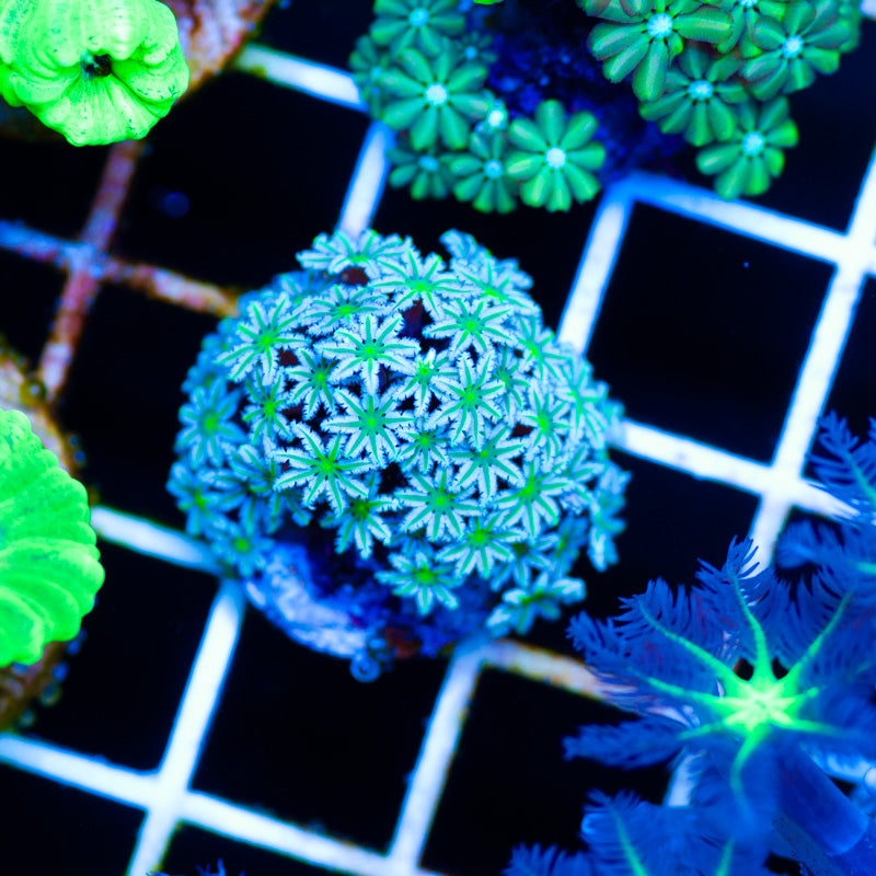 Lazys Daisies Pipe Organ