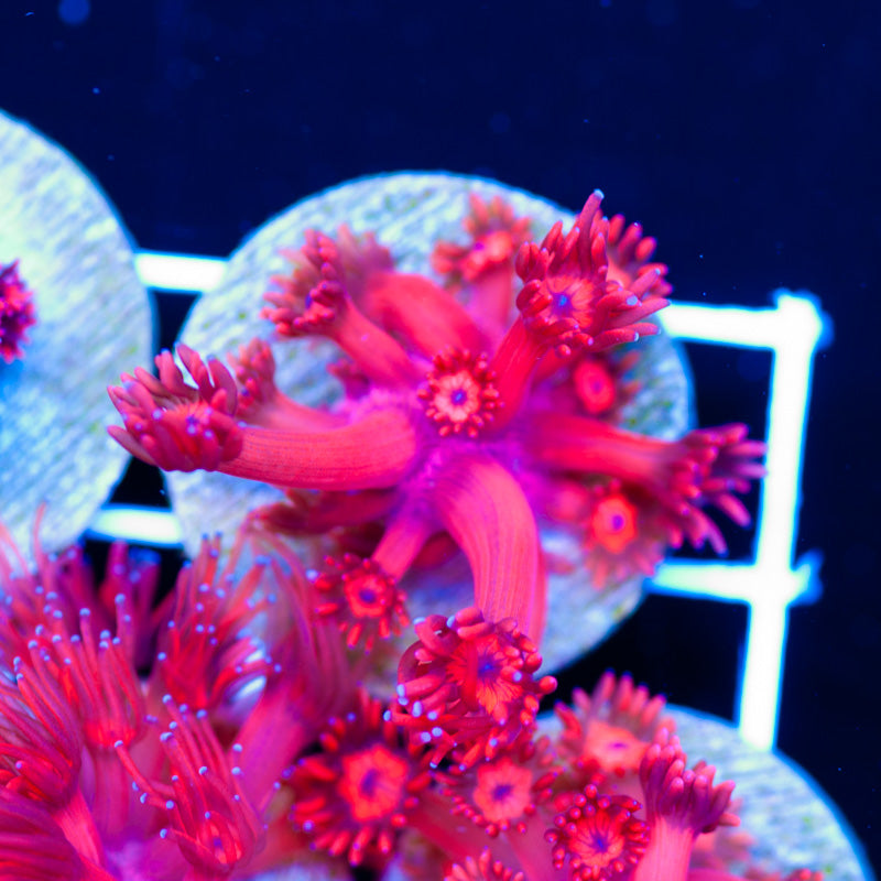 ORA Ultra Red Goniopora