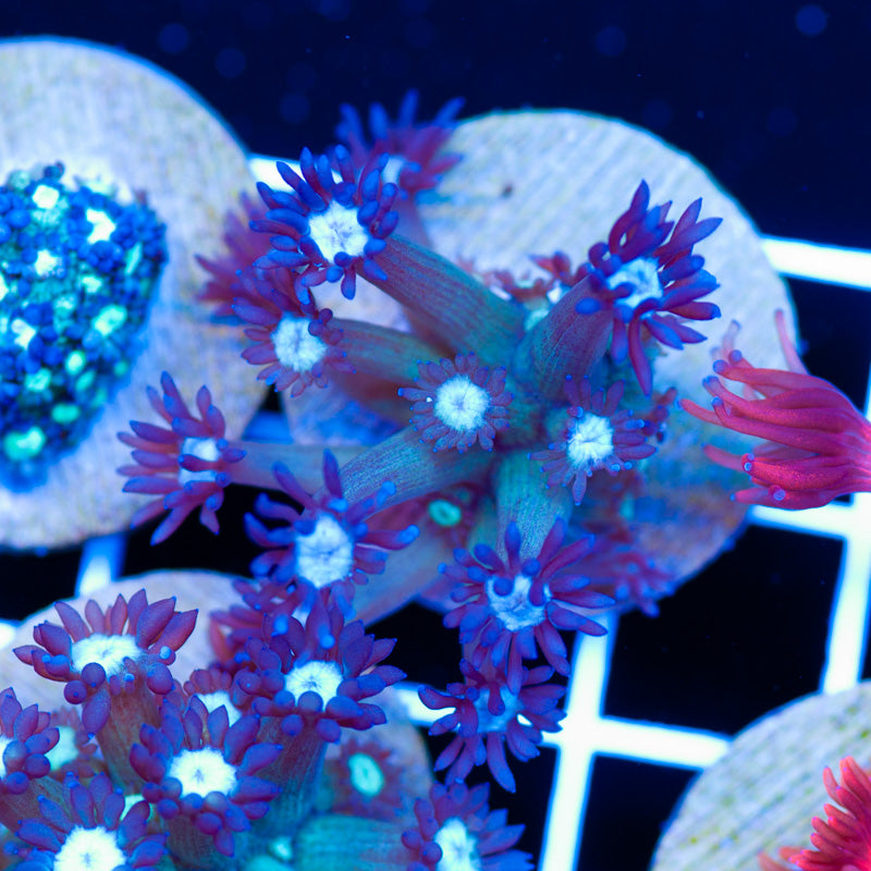 Auction Icebreaker Goniopora