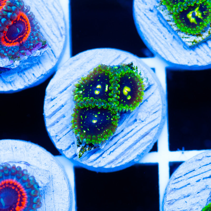 Auction Exospheres #1