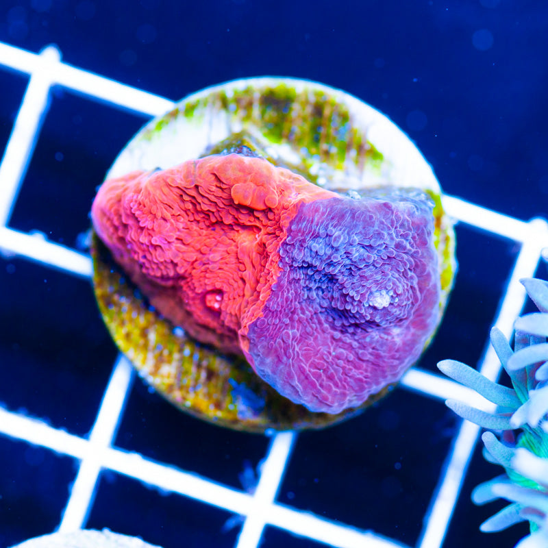 Auction Deadpool Chalice