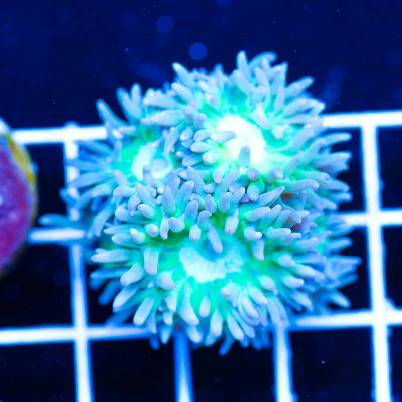 Auction Aquacultured Duncan