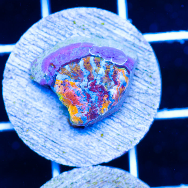 Auction BPC Flamethrower Chalice