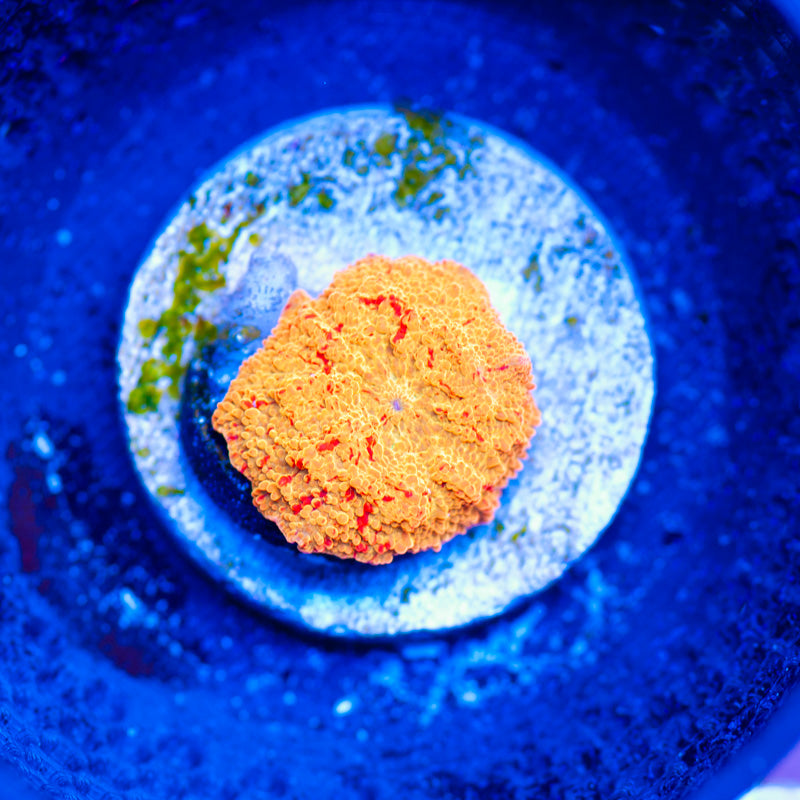 Auction Jawbreaker Discosoma #2