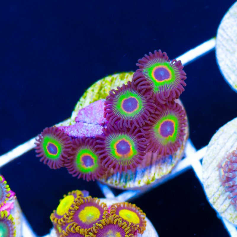 WWC Bob Marley Zoanthids