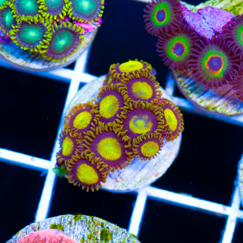 OG King Midas Zoanthids