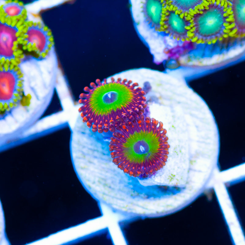 OG Candy Apple Red Zoanthids