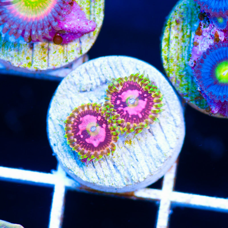 Big R Space Chaos Zoanthids