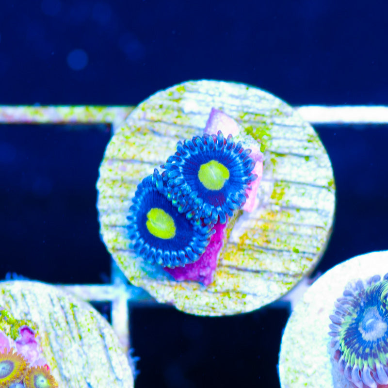 CC Ultimate AOI Zoanthids