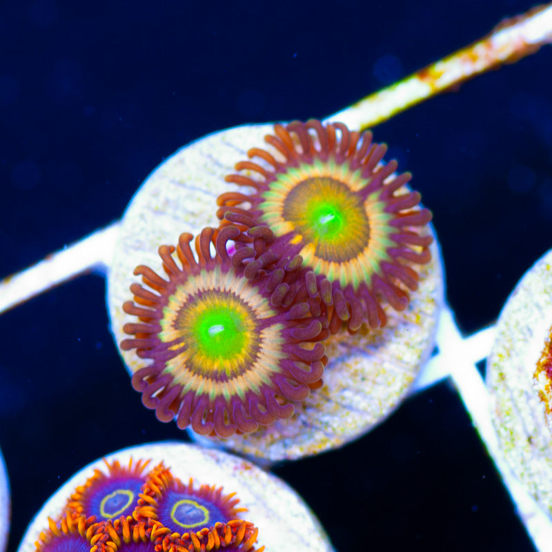 Gonzos Citrus Cooler Zoanthids #2