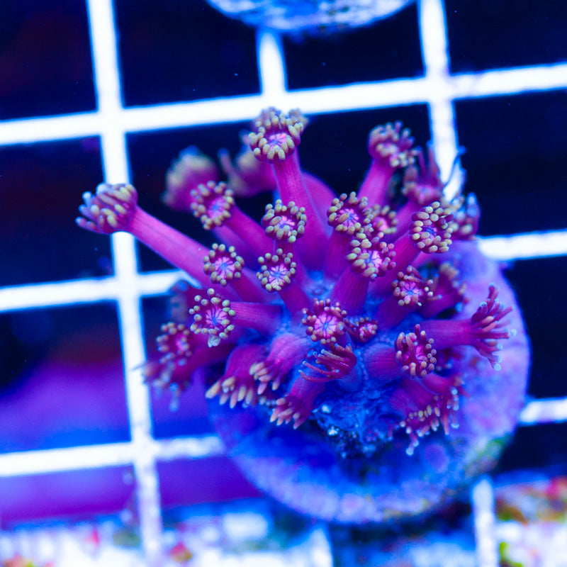 Sonny's Sun Spot Goniopora