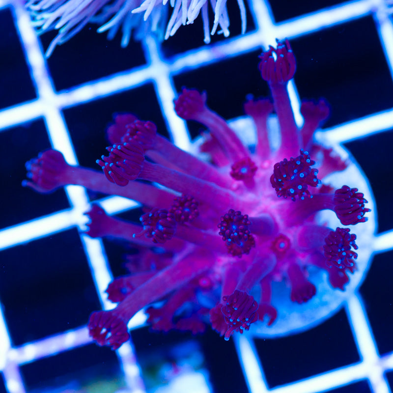 Slaughters Superman Goniopora