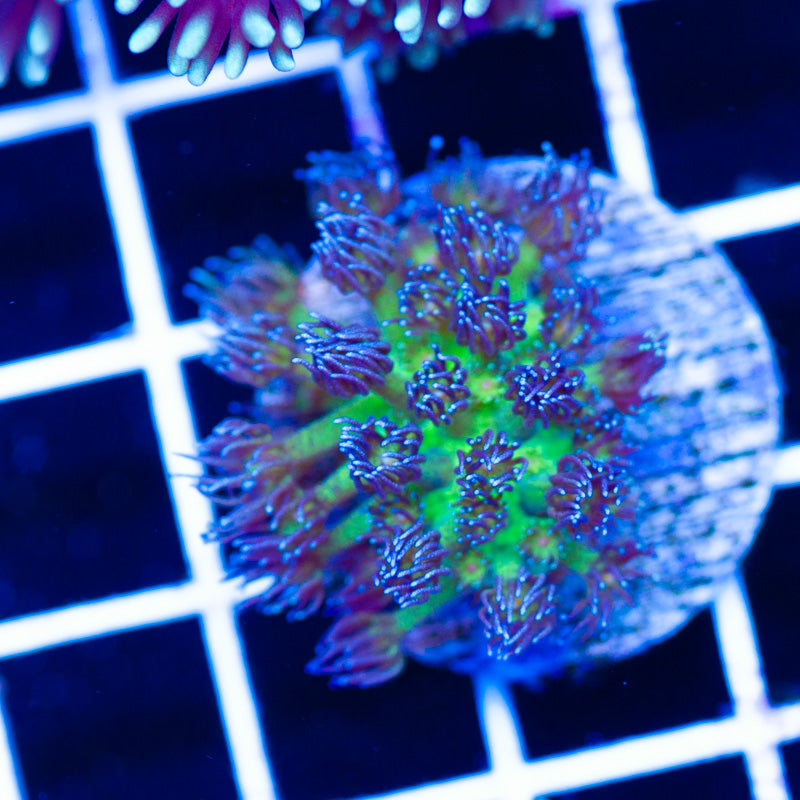 Glitterbomb Goniopora