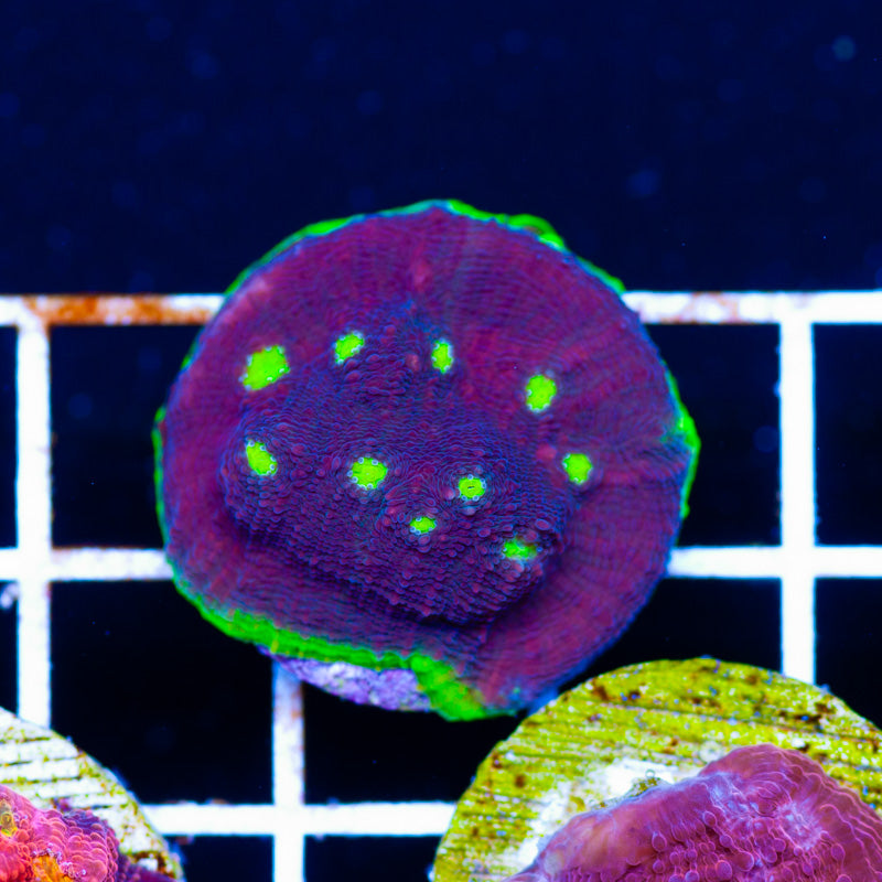 CC Manhattan Project Chalice