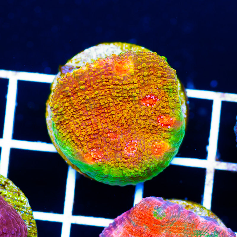 CC Morphin Mummy Eye Chalice