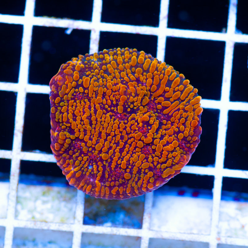 CC Cloudberries Chalice