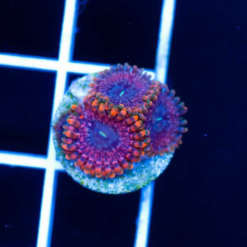 OG Fairy Fart Zoanthids