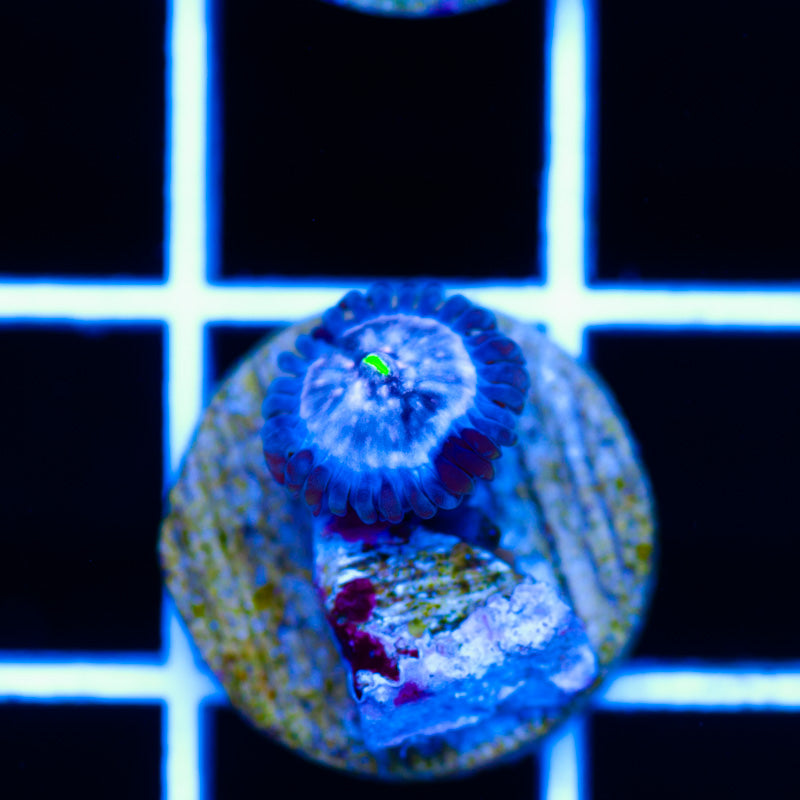 Red Devil People Eater Zoanthid